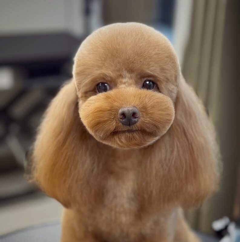 Grooming Designer Cavapoos: proper brushes and combs prevent Cavapoo coat care errors.