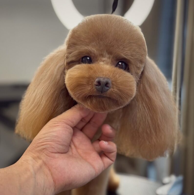 Grooming Designer Cavapoos: bathing helps prevent Cavapoo coat care errors and skin issues.