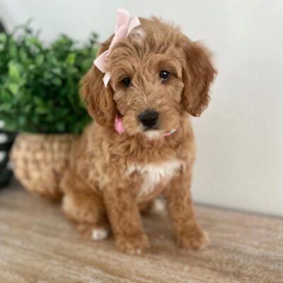 Designer Cavapoos Instagram post showing Iowa family holding golden Cavapoo puppy with Cavapoo hashtags 2025