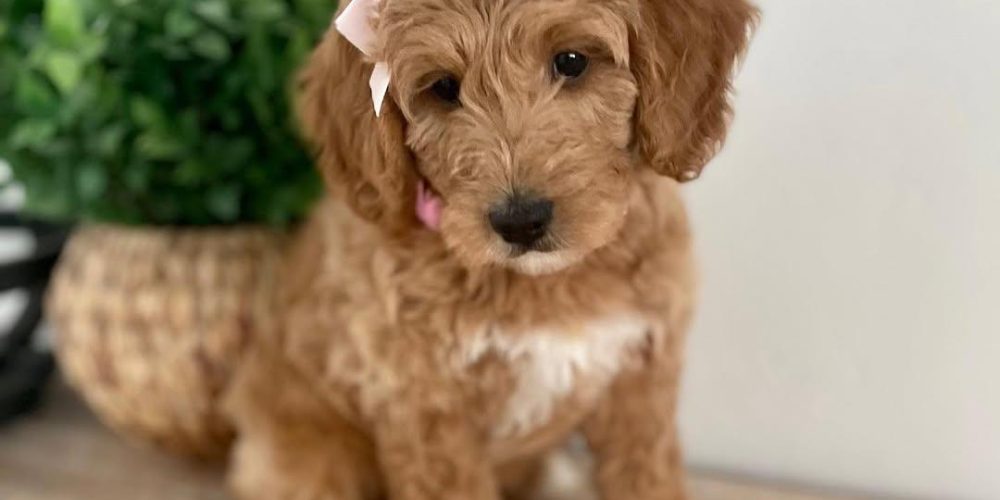 Designer Cavapoos Instagram post showing puppies playing in snow with Cavapoo hashtags 2025 for social media tips.